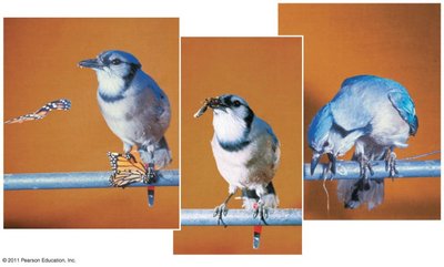 Pavlov's dog experiment cartoon