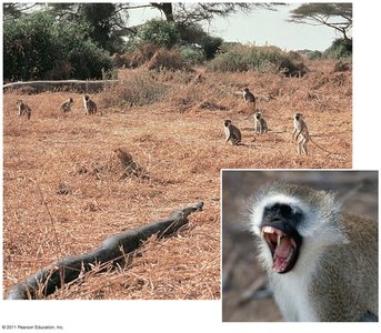 Vervet monkeys and alarm calls