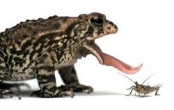 Toad catching insect