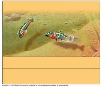 Male stickleback fish with red belly