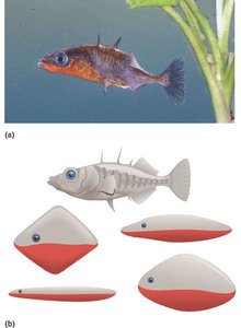 Tinbergen's experiment with stickleback models