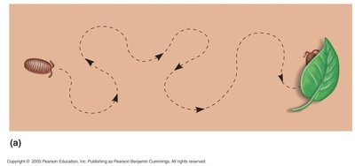 Kinesis: random movement pattern