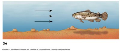 Taxis: oriented movement in fish