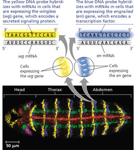 Determining where genes are expressed by in situ hybridization analysis