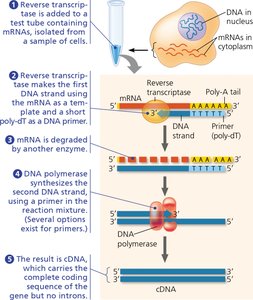 Making complementary DNA (cDNA) from eukaryotic genes