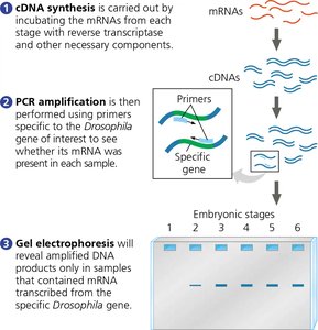 RT-PCR Analysis of the Expression of Single Genes