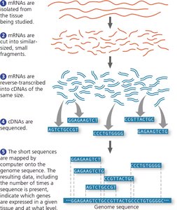 Use of RNA sequencing (RNA-seq) to analyze expression of many genes