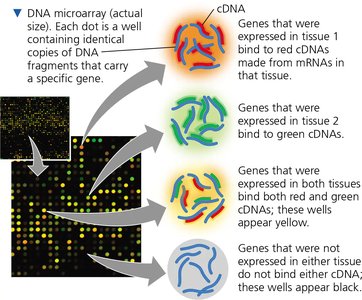 Use of microarrays to analyze expression of many genes