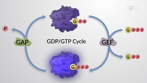 GDP/GTP cycle in G-protein activation