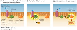 Activation of G-protein and effector protein