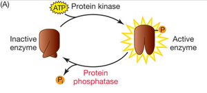 RTK activation and cellular response