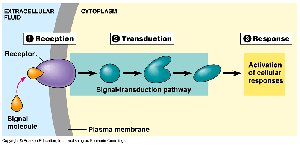 Diagram of the three stages of cell signaling: reception, transduction, response