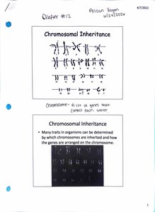 Chromosomal Inheritance diagram