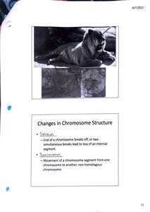 X chromosome disorders diagram