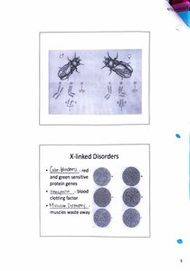 Human karyotype and sex chromosomes