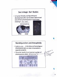 X-linked gene inheritance in fruit flies