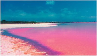 Extreme halophile environment