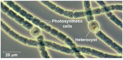 Photosynthetic cells and heterocysts in cyanobacteria