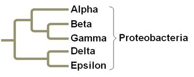 Proteobacteria phylogeny