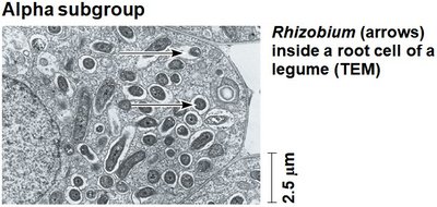 Rhizobium in root cell of legume