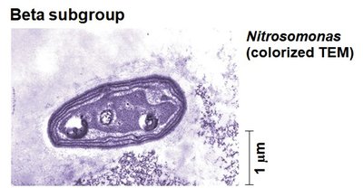 Nitrosomonas