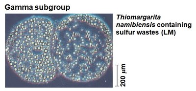 Thiomargarita namibiensis