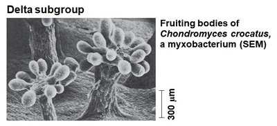 Chondromyces crocatus fruiting bodies