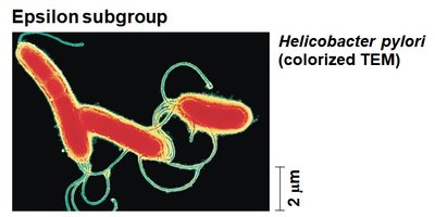 Helicobacter pylori