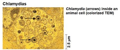 Chlamydia inside animal cell
