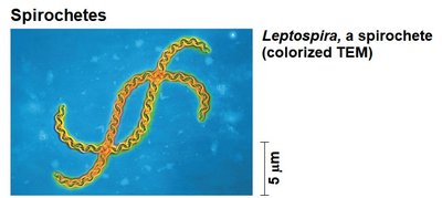 Leptospira spirochete