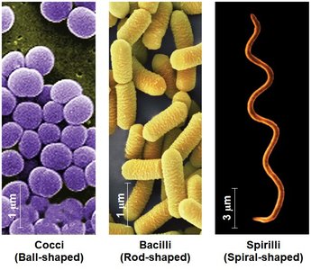 Cocci, Bacilli, Spirilli shapes