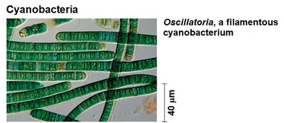 Oscillatoria cyanobacterium