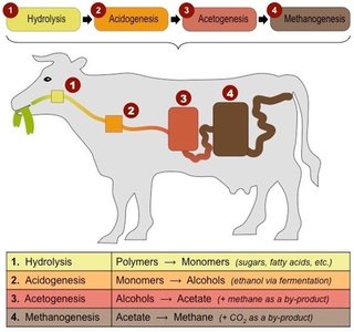 Methanogenesis in cow digestive system