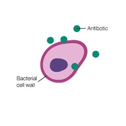 Antibiotic targeting bacterial cell wall