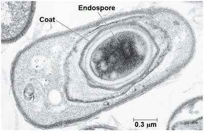 Endospore structure