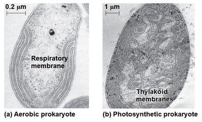 Aerobic and photosynthetic prokaryote membranes