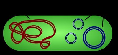 Bacterial chromosome and plasmids