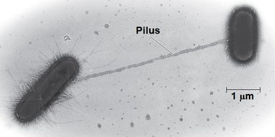 Bacterial conjugation via pilus