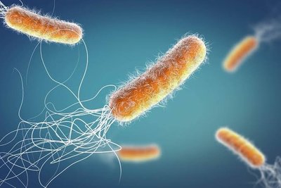 Illustration of a prokaryotic cell (bacterium)
