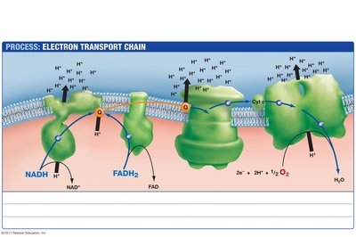 Diagram of the electron transport chain in mitochondria