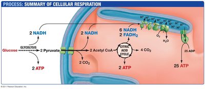 Diagram of electron transport chain and ATP synthesis