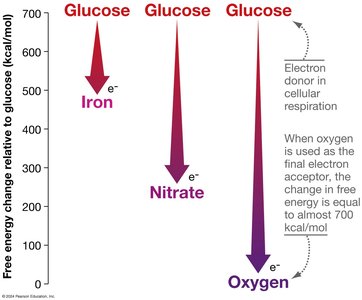 Free energy change with different electron acceptors