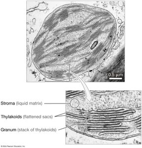 Electron micrograph of chloroplast showing stroma, thylakoids, and granum