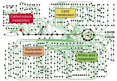 Diagram of interconnected metabolic pathways