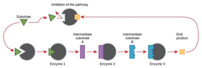 Diagram of feedback inhibition in a metabolic pathway