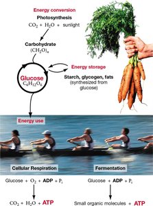 Overview of energy conversion and storage in cellular respiration and fermentation