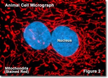 Animal cell micrograph showing mitochondria and nucleus