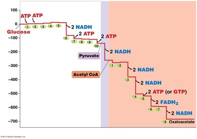 Free energy changes during cellular respiration