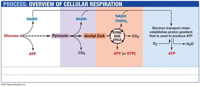 Overview of cellular respiration