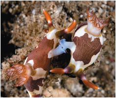 Two sea slugs mating, both acting as mother and father